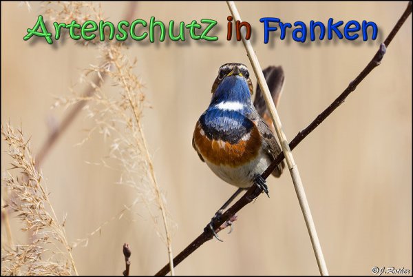 Copyright AiS Johannes Rother Bild zum Eintrag (64410-160)