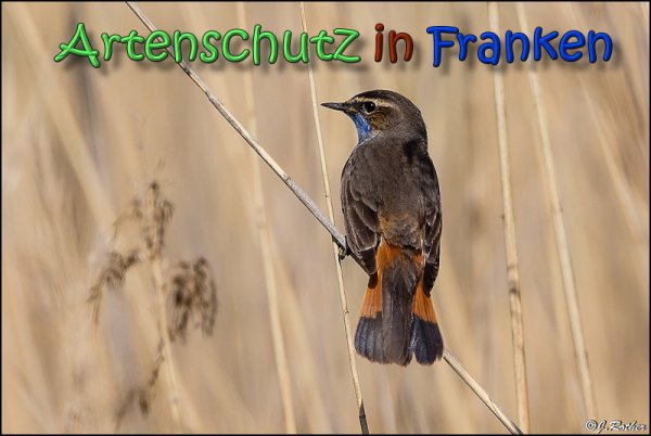 Copyright AiS Johannes Rother Bild zum Eintrag (64411-160)