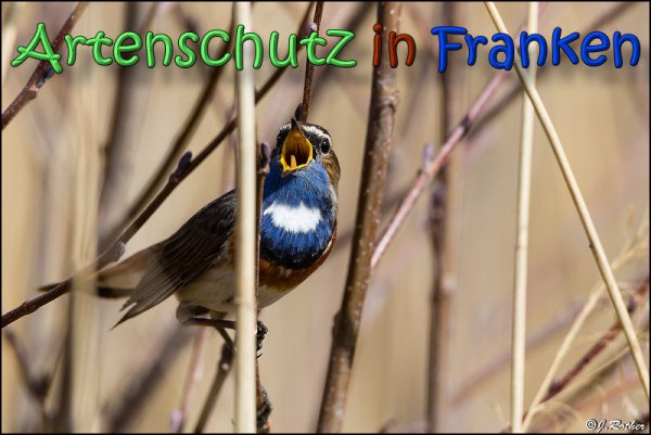 Copyright AiS Johannes Rother Bild zum Eintrag (64416-160)