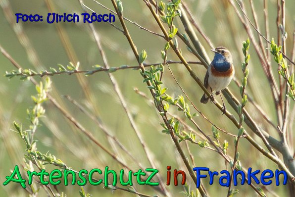 Copyright AiS Ulrich Rösch Bild zum Eintrag (64417-160)