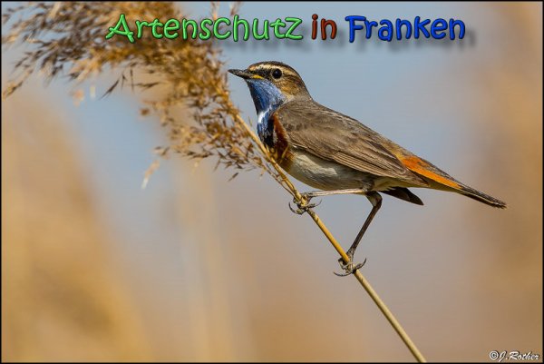 Copyright AiS Johannes Rother Bild zum Eintrag (64430-160)