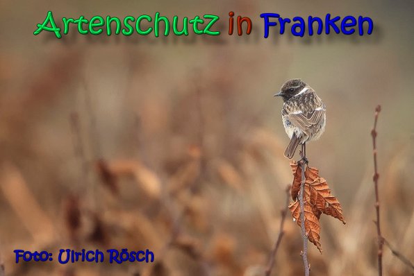 Copyright AiS Ulrich Rösch Bild zum Eintrag (64432-160)