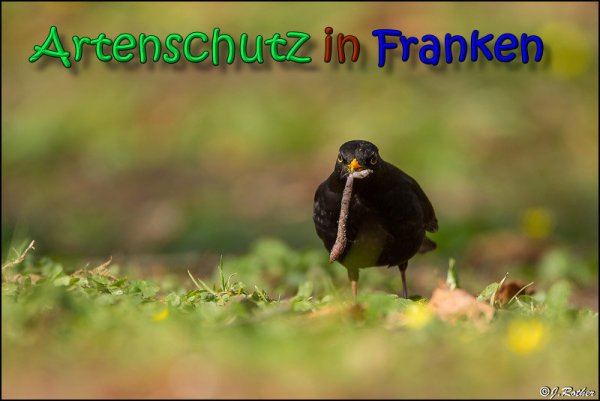 Copyright AiS Johannes Rother Bild zum Eintrag (64438-160)