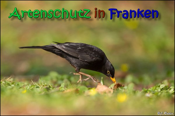 Copyright AiS Johannes Rother Bild zum Eintrag (64439-160)
