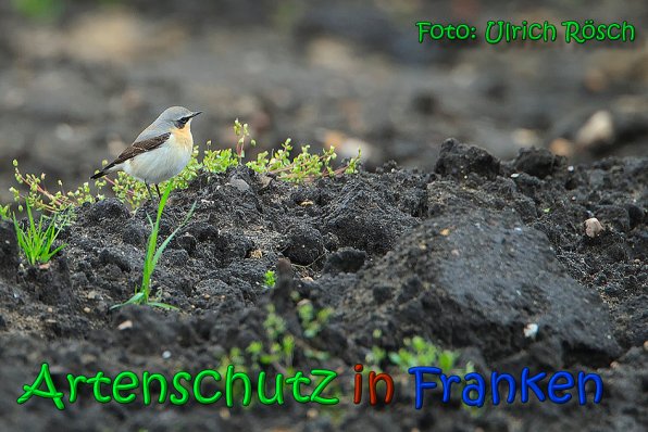 Copyright AiS Ulrich Rösch Bild zum Eintrag (64447-160)