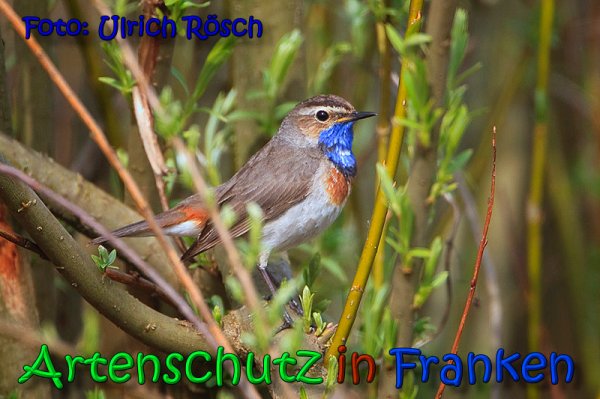 Copyright AiS Ulrich Rösch Bild zum Eintrag (64450-160)