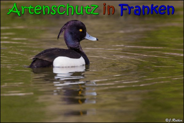 Copyright AiS Johannes Rother Bild zum Eintrag (64466-160)