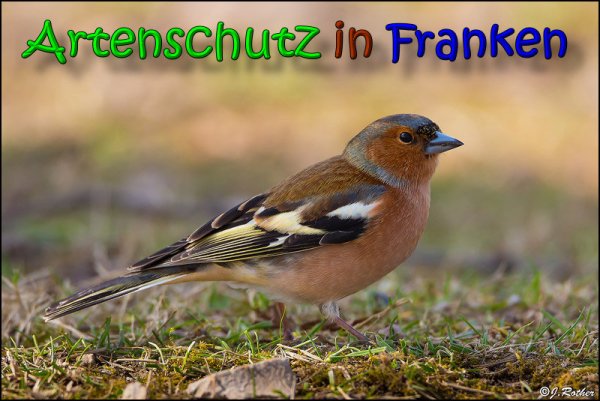 Copyright AiS Johannes Rother Bild zum Eintrag (64468-160)