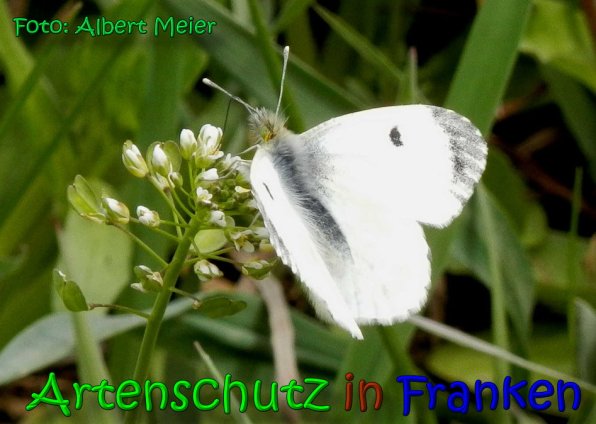 Copyright AiS Albert Meier Bild zum Eintrag (64471-160)