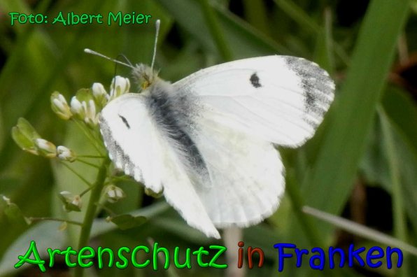 Copyright AiS Albert Meier Bild zum Eintrag (64472-160)