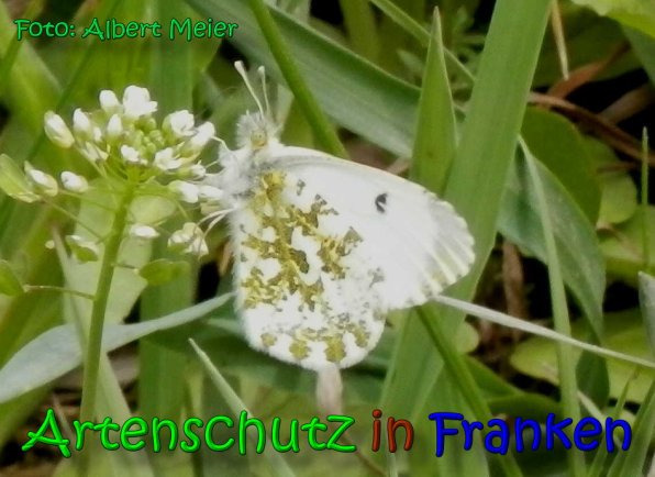 Copyright AiS Albert Meier Bild zum Eintrag (64473-160)