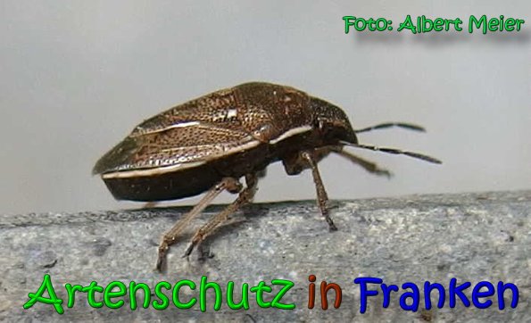 Bild zum Eintrag (64478-160)
