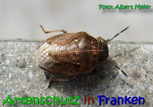 Bild zum Eintrag (64479-160)