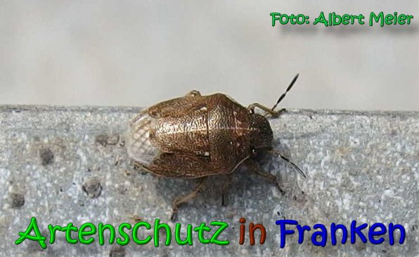 Bild zum Eintrag (64480-160)