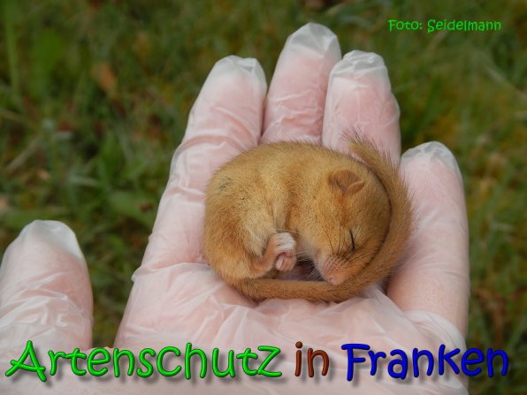Copyright AiS Seidelmann Bild zum Eintrag (64485-160)