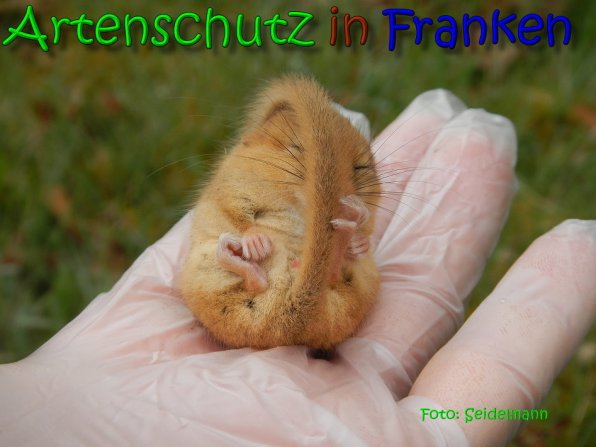 Copyright AiS Seidelmann Bild zum Eintrag (64486-160)