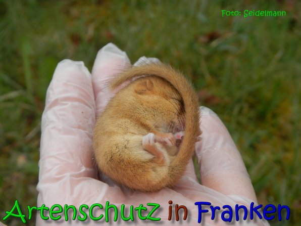 Copyright AiS Seidelmann Bild zum Eintrag (64488-160)