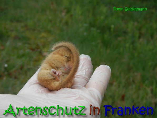 Copyright AiS Seidelmann Bild zum Eintrag (64489-160)
