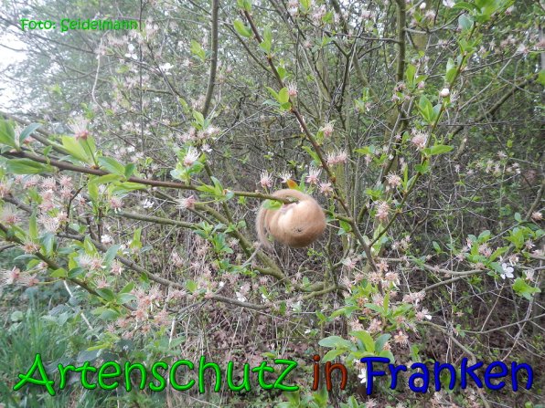 Copyright AiS Seidelmann Bild zum Eintrag (64490-160)