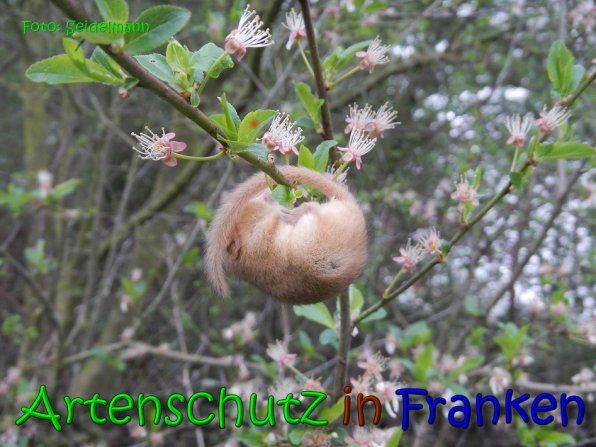 Copyright AiS Seidelmann Bild zum Eintrag (64491-160)