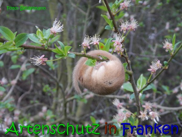 Copyright AiS Seidelmann Bild zum Eintrag (64492-160)