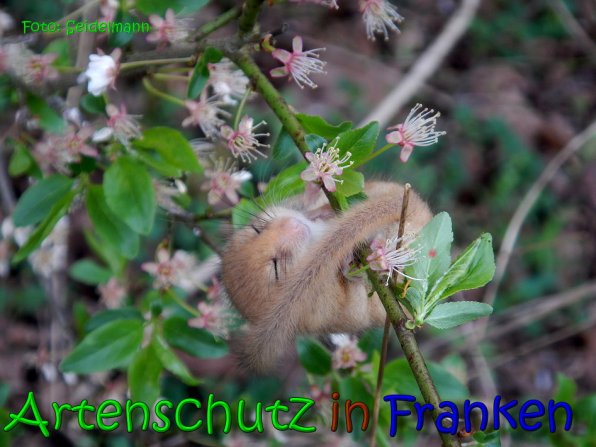Copyright AiS Seidelmann Bild zum Eintrag (64493-160)