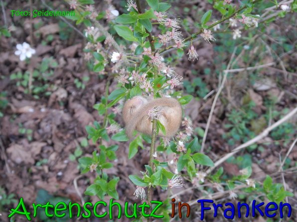 Copyright AiS Seidelmann Bild zum Eintrag (64494-160)