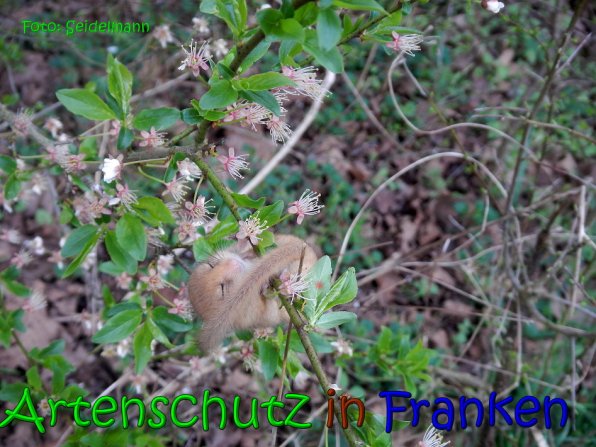 Copyright AiS Seidelmann Bild zum Eintrag (64495-160)