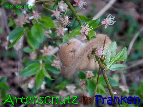 Copyright AiS Seidelmann Bild zum Eintrag (64496-160)