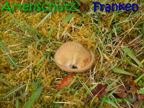 Copyright AiS Seidelmann Bild zum Eintrag (64498-160)