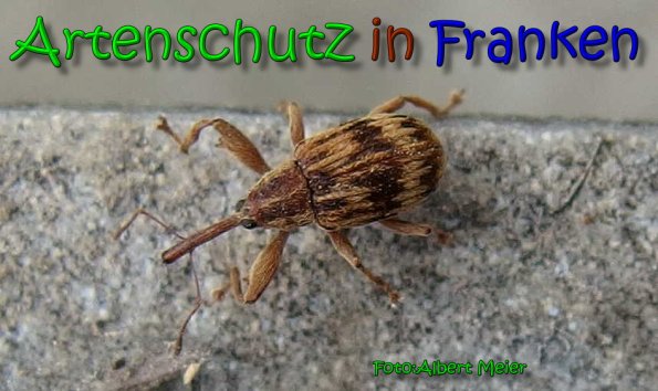 Copyright AiS Albert Meier Bild zum Eintrag (64523-160)