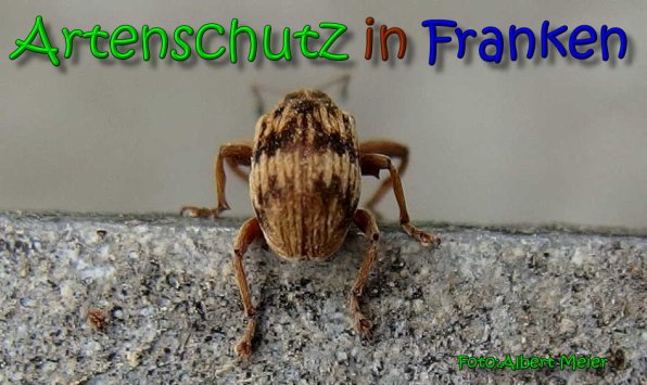 Copyright AiS Albert Meier Bild zum Eintrag (64524-160)