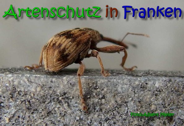 Copyright AiS Albert Meier Bild zum Eintrag (64525-160)