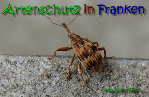 Copyright AiS Albert Meier Bild zum Eintrag (64526-160)