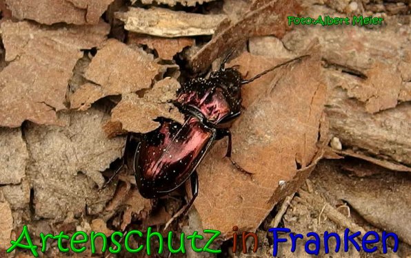 Copyright AiS Albert Meier Bild zum Eintrag (64532-160)