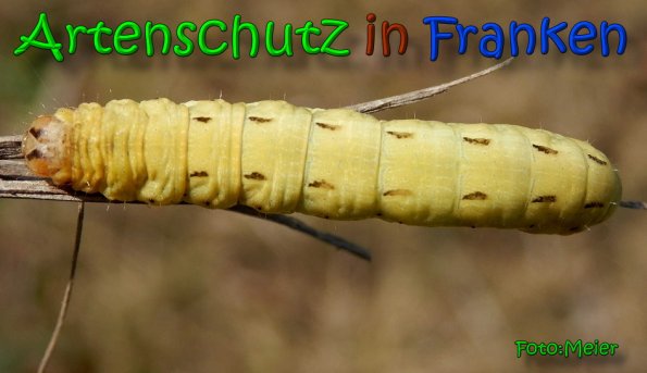 Copyright AiS Albert Meier Bild zum Eintrag (64587-160)