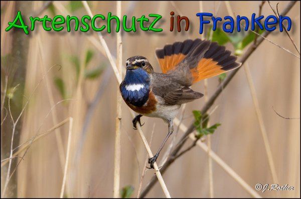 Copyright AiS Johannes Rother Bild zum Eintrag (64656-160)