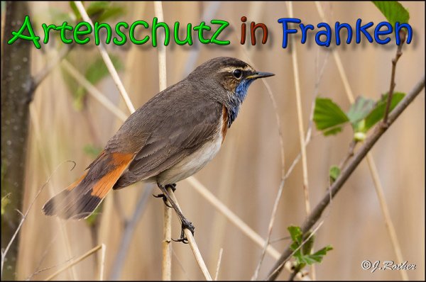 Copyright AiS Johannes Rother Bild zum Eintrag (64657-160)