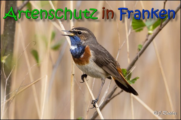 Copyright AiS Johannes Rother Bild zum Eintrag (64658-160)
