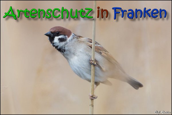 Copyright AiS Johannes Rother Bild zum Eintrag (64666-160)