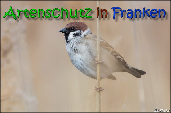 Copyright AiS Johannes Rother Bild zum Eintrag (64667-160)