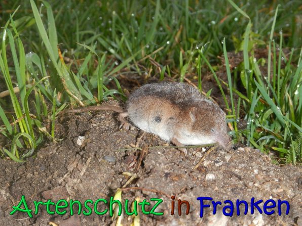 Copyright AiS Petra Bucher Bild zum Eintrag (64907-160)