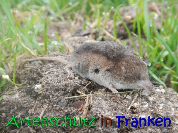 Copyright AiS Petra Bucher Bild zum Eintrag (64908-160)