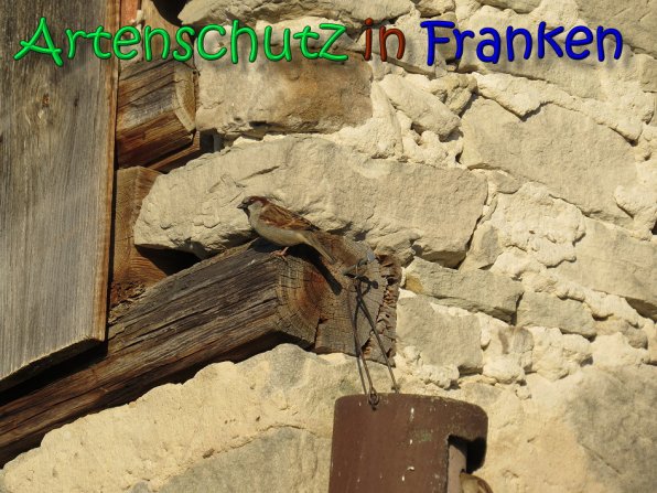 Copyright AiS Saalmann Bild zum Eintrag (64922-160)