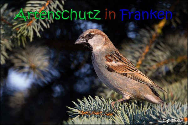 Copyright AiS Johannes Rother Bild zum Eintrag (65082-160)