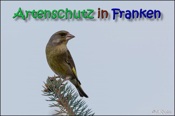 Copyright AiS Johannes Rother Bild zum Eintrag (65084-160)