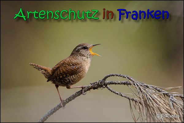Copyright AiS Johannes Rother Bild zum Eintrag (65086-160)