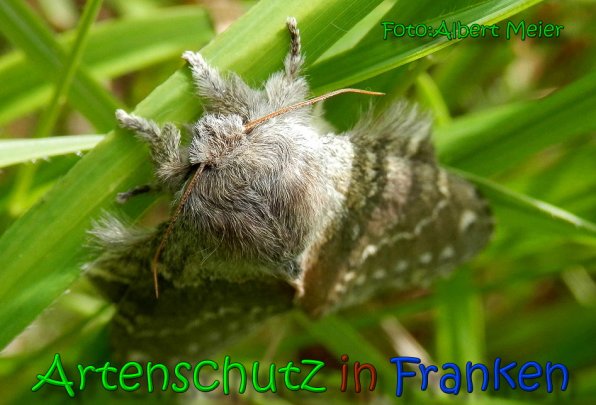 Copyright AiS Albert Meier Bild zum Eintrag (65186-160)