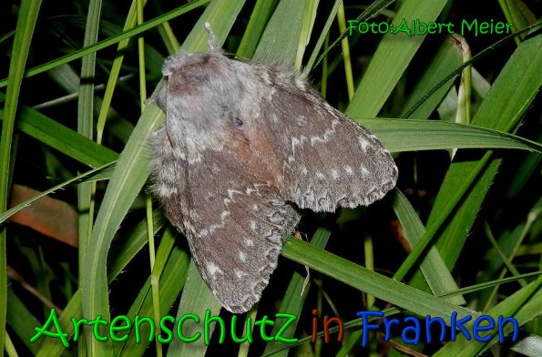 Copyright AiS Albert Meier Bild zum Eintrag (65190-160)