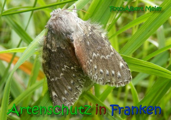 Copyright AiS Albert Meier Bild zum Eintrag (65191-160)
